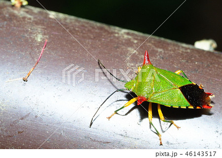 オオツノカメムシ（オス） 46143517