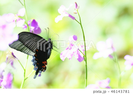 クロアゲハ(メス)とムラサキハナナの花 クロアゲハ(メス)とムラサキハナナの花 46143781