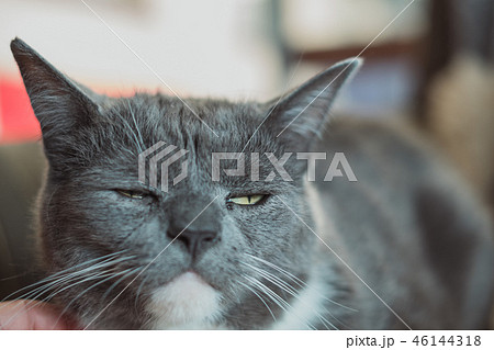 猫 ねこ ネコ 46144318