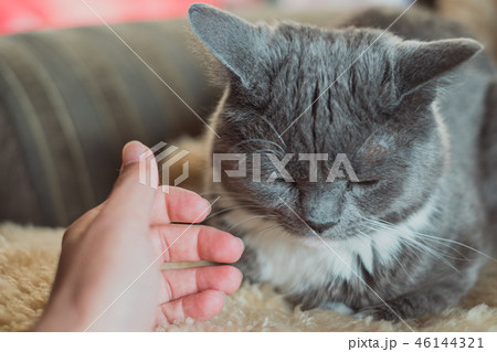 猫 ねこ ネコ 46144321