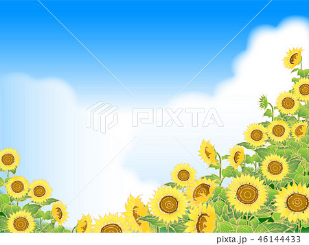 ひまわり 46144433