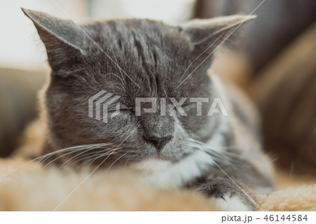 猫 ねこ ネコ 46144584
