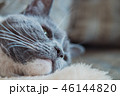 猫 ねこ ネコ 46144820