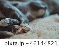 猫 ねこ ネコ 46144821
