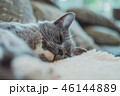 猫 ねこ ネコ 46144889