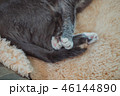 猫 ねこ ネコ 46144890