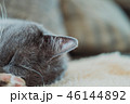 猫 ねこ ネコ 46144892
