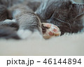 猫 ねこ ネコ 46144894