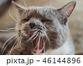 猫 ねこ ネコ 46144896