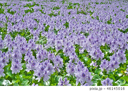 ホテイアオイ 46145016