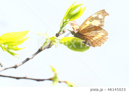 テングチョウと新緑 46145023