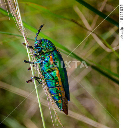 Jewel beetle in field macro shot Jewel beetle in field macro shot 46145036
