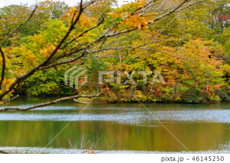 十二湖の落口の池の紅葉 十二湖の落口の池の紅葉 46145250