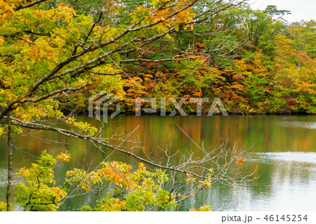 十二湖の落口の池の紅葉 十二湖の落口の池の紅葉 46145254