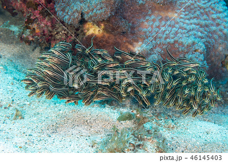 ゴンズイ玉 ゴンズイ玉 46145403