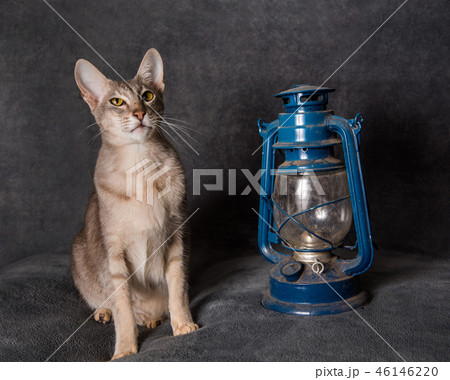 Grey Oriental cat and lantern on New Year Grey Oriental cat and lantern on New Year 46146220