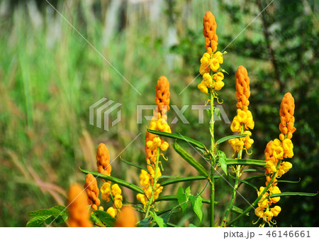 Candle bush senna in the meadow 46146661