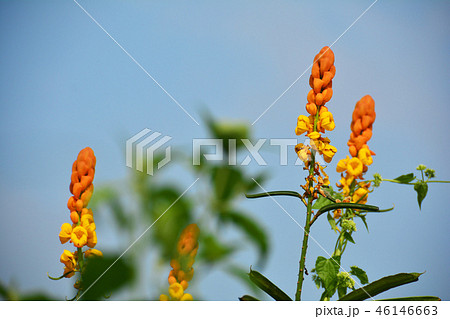 Candle bush senna in the meadow Candle bush senna in the meadow 46146663