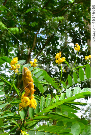Candle bush senna in the meadow 46146669