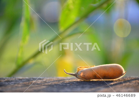 Sunn Hemp Flower Seed 46146689