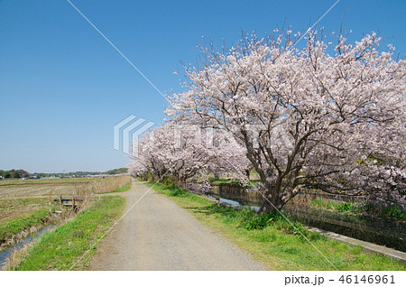 今井の桜 今井の桜 46146961