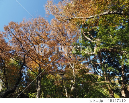 上野紅葉07 46147110