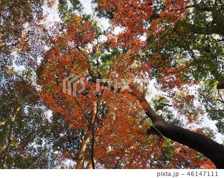 上野紅葉04 上野紅葉04 46147111