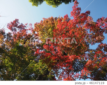 上野紅葉01 46147119