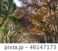 上野紅葉15 46147173