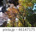 上野紅葉10 46147175