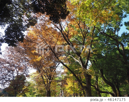 上野紅葉10 上野紅葉10 46147175