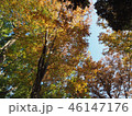 上野紅葉11 46147176
