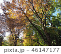 上野紅葉12 46147177