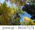 上野紅葉08 46147178