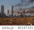 上野紅葉27 46147181