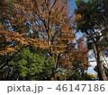 上野紅葉24 46147186