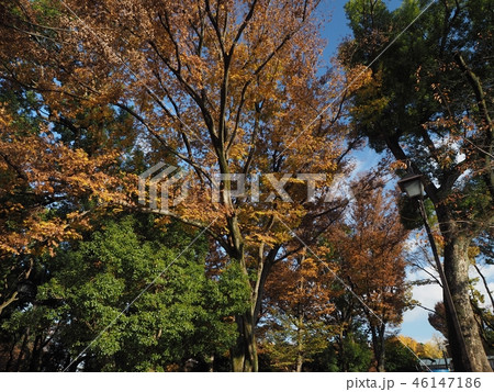 上野紅葉24 46147186
