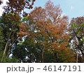 上野紅葉22 46147191