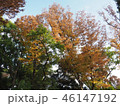 上野紅葉23 46147192