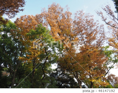 上野紅葉23 上野紅葉23 46147192