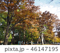 上野紅葉20 46147195