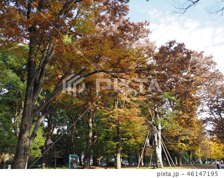 上野紅葉20 46147195