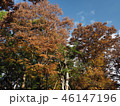 上野紅葉21 46147196