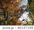 上野紅葉19 46147198