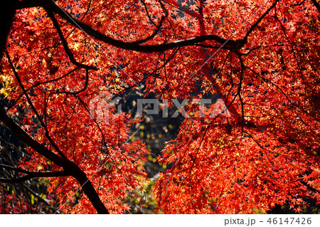紅葉 46147426