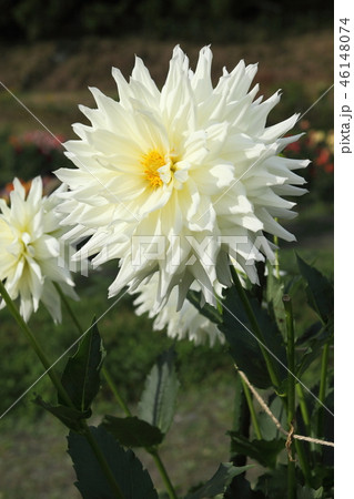 黒川ダリア園 黒川ダリア園 46148074