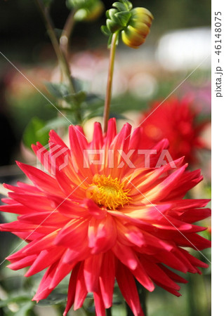 黒川ダリア園 46148075