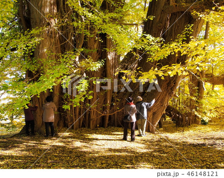 北金ヶ沢の大イチョウ 46148121