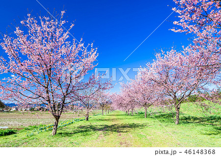 北浅羽の安行寒桜 北浅羽の安行寒桜 46148368