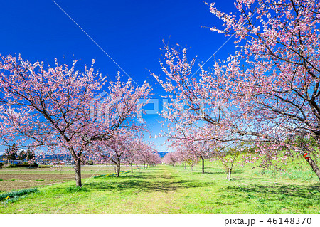 北浅羽の安行寒桜 46148370